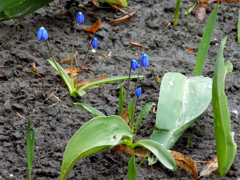 Hryshko National Botanical Garden