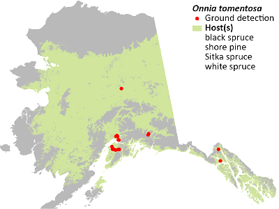 Onnia-tomentosa-detection-map-2022-Alaska