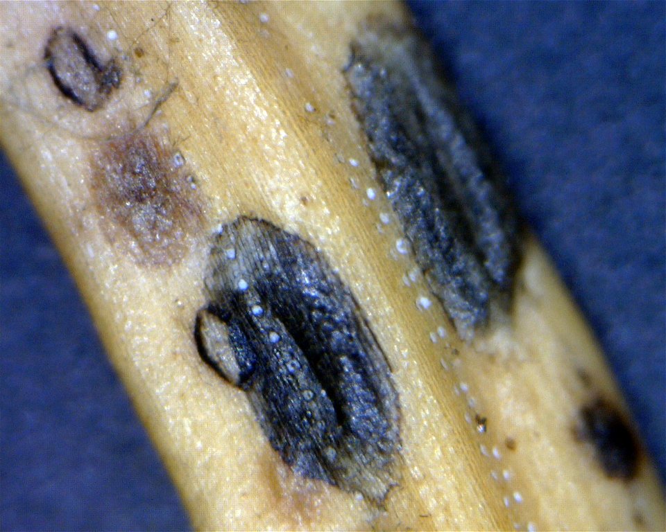Lophodermium-piceae-Sitka-spruce-Tongass-2