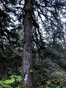 Pholiota-on-live-wounded-spruce-Montana-Creek-Juneau_TongassNF__RobinMulvey_02