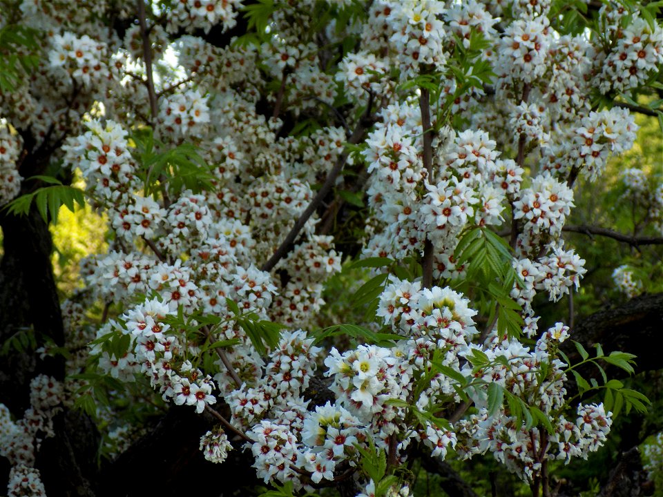 Hryshko National Botanical Garden