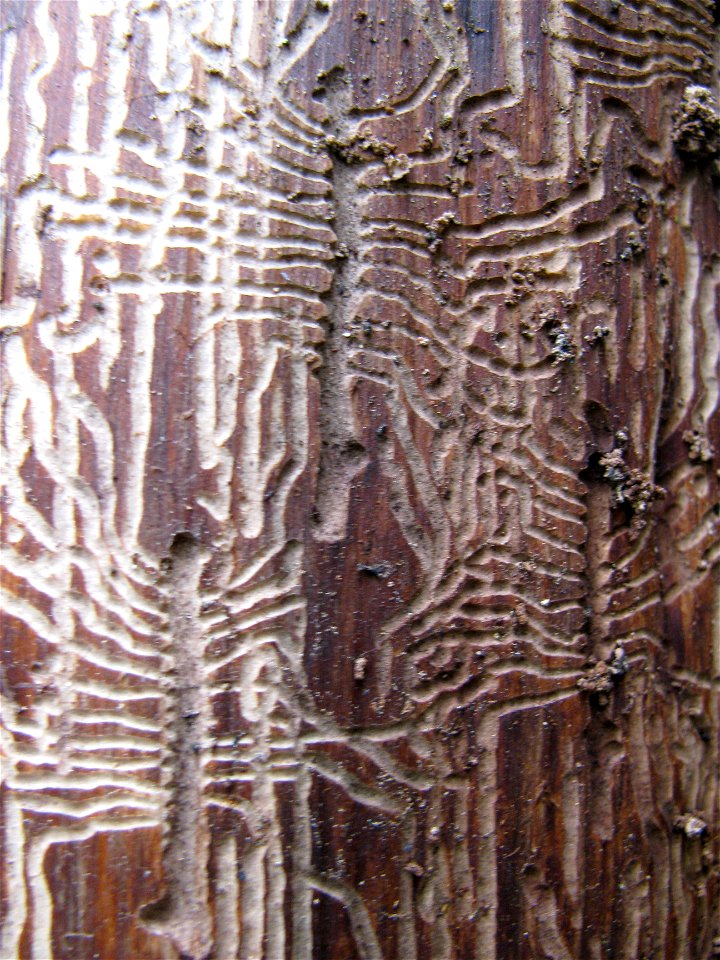 Yellow-cedar-decline-Phloeosinus-larvae-galleries-Tongass-1