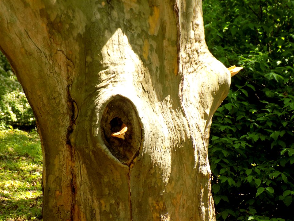 Hryshko National Botanical Garden
