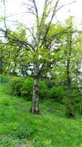 Hryshko National Botanical Garden