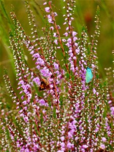 Metaalvlinder en roodbont heide-uiltje