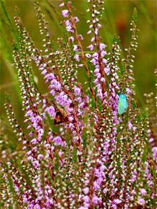 Metaalvlinder en roodbont heide-uiltje photo