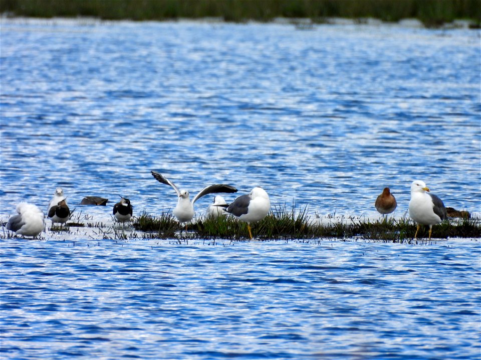 Meeuwen, kieviten en grutto's