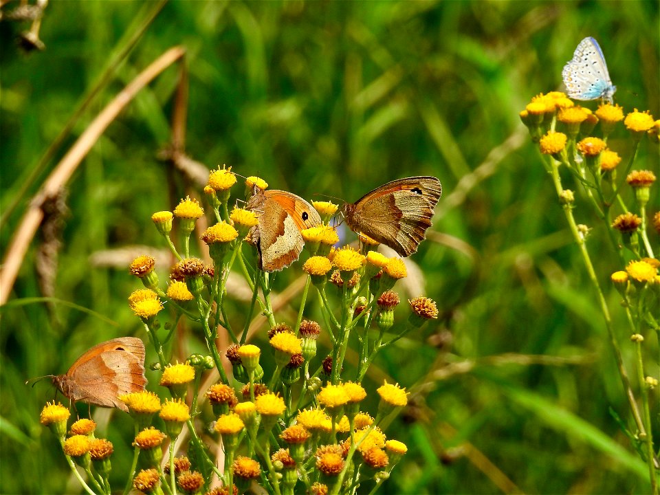 Bonte zandoogjes en icarusblauwtje