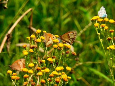 Bonte zandoogjes en icarusblauwtje