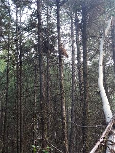 Mt Taylor RD Mexican Spotted Owl
