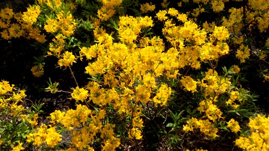 Hryshko National Botanical Garden