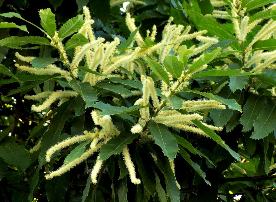 Hryshko National Botanical Garden