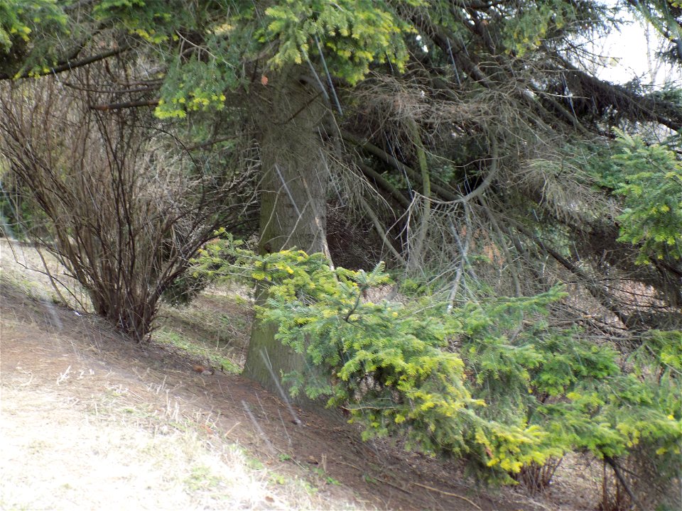Hryshko National Botanical Garden