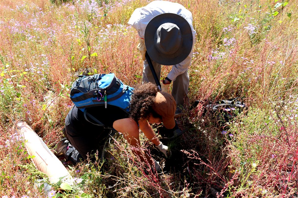 Seedling Planting Sandia Ranger District