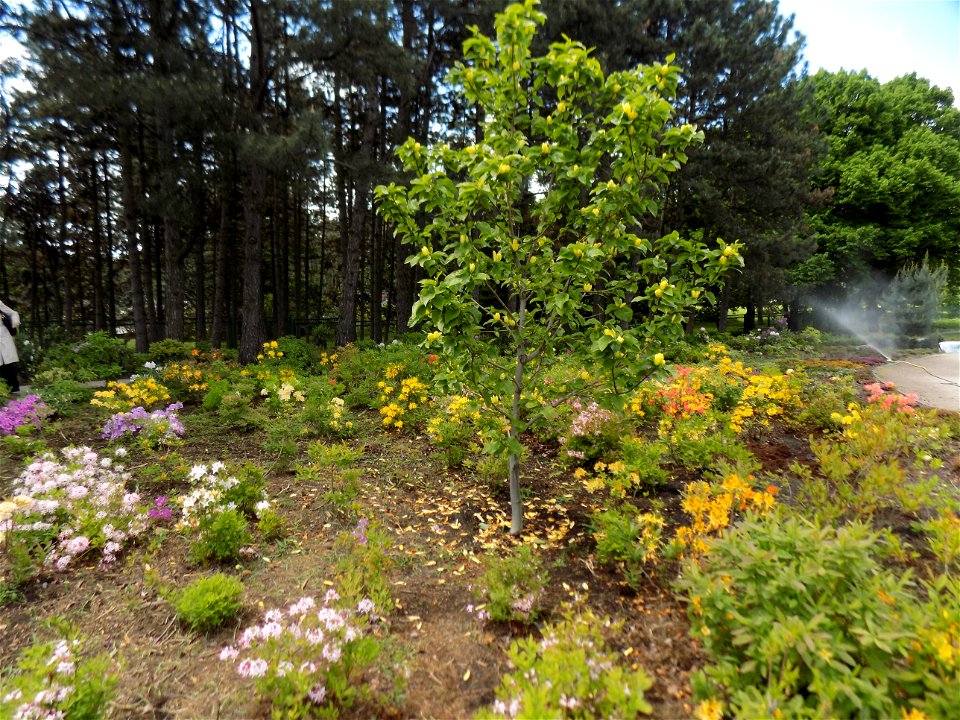 Hryshko National Botanical Garden