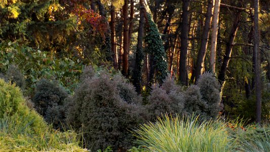 Hryshko National Botanical Garden