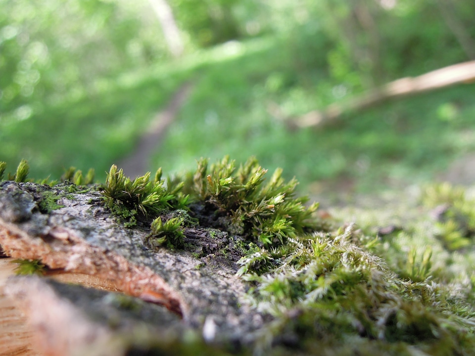 Moss growing on tree in rain forest
