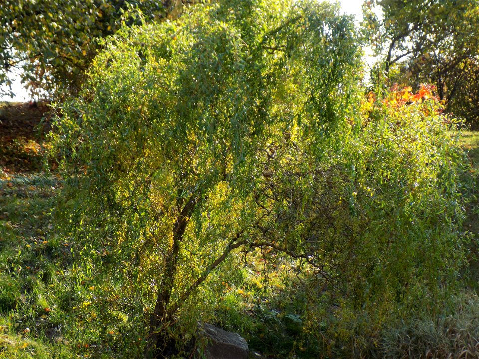 Hryshko National Botanical Garden