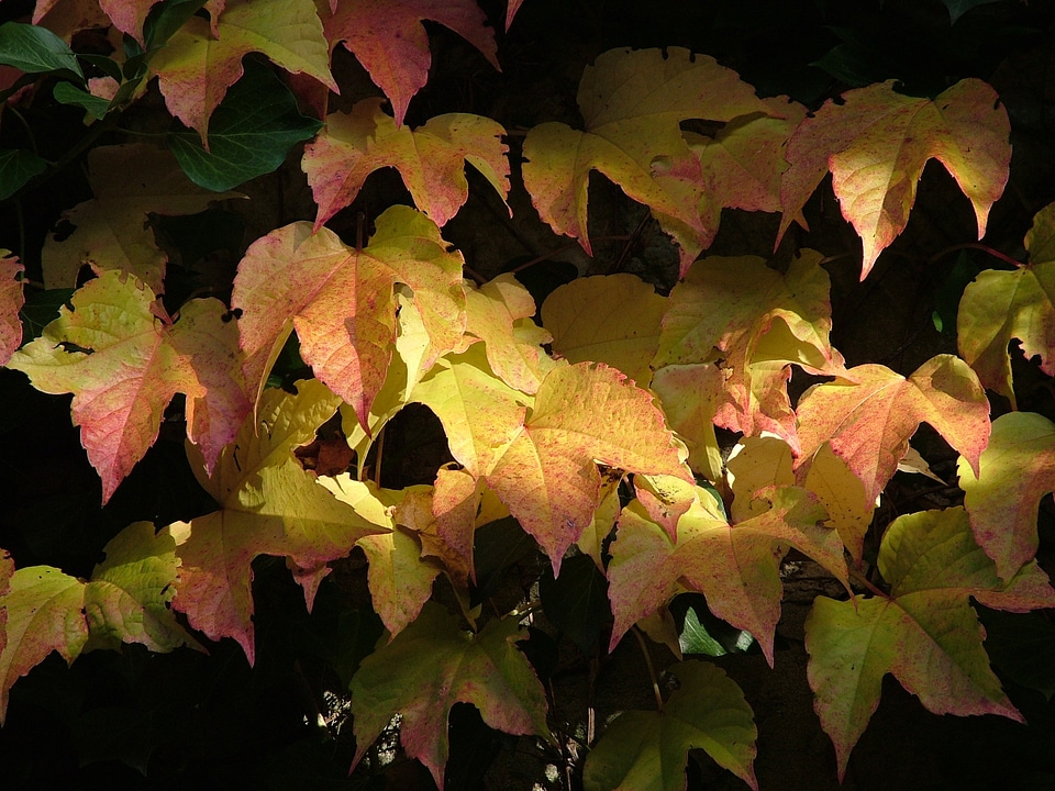 Fall color colorful fall foliage