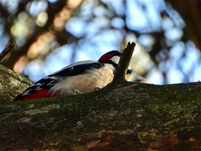 Grote bonte specht