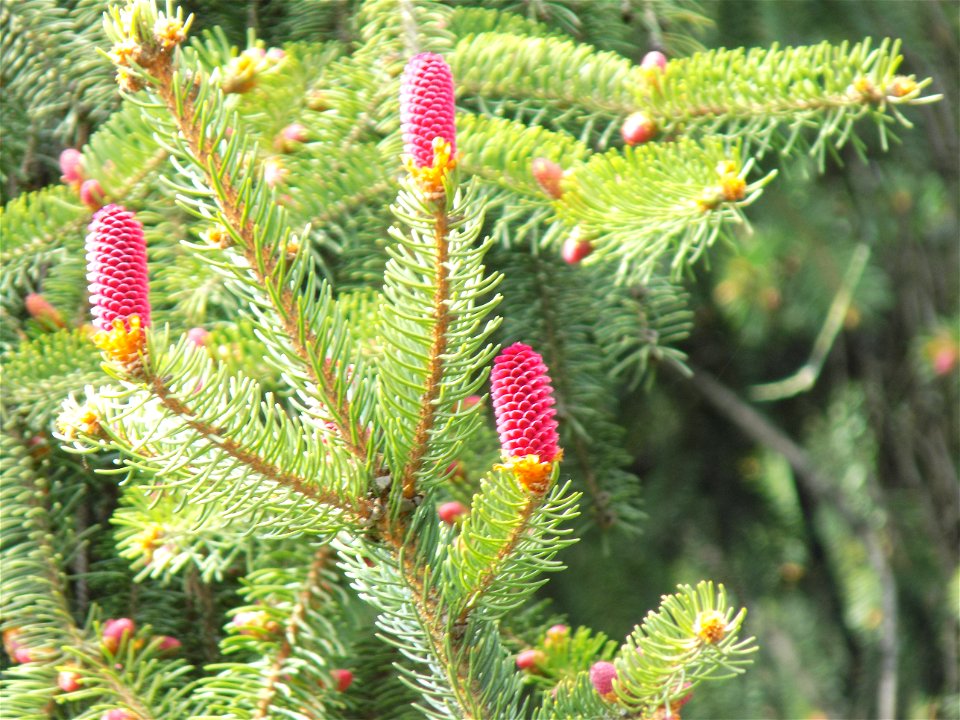 Hryshko National Botanical Garden