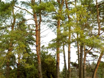 Hryshko National Botanical Garden