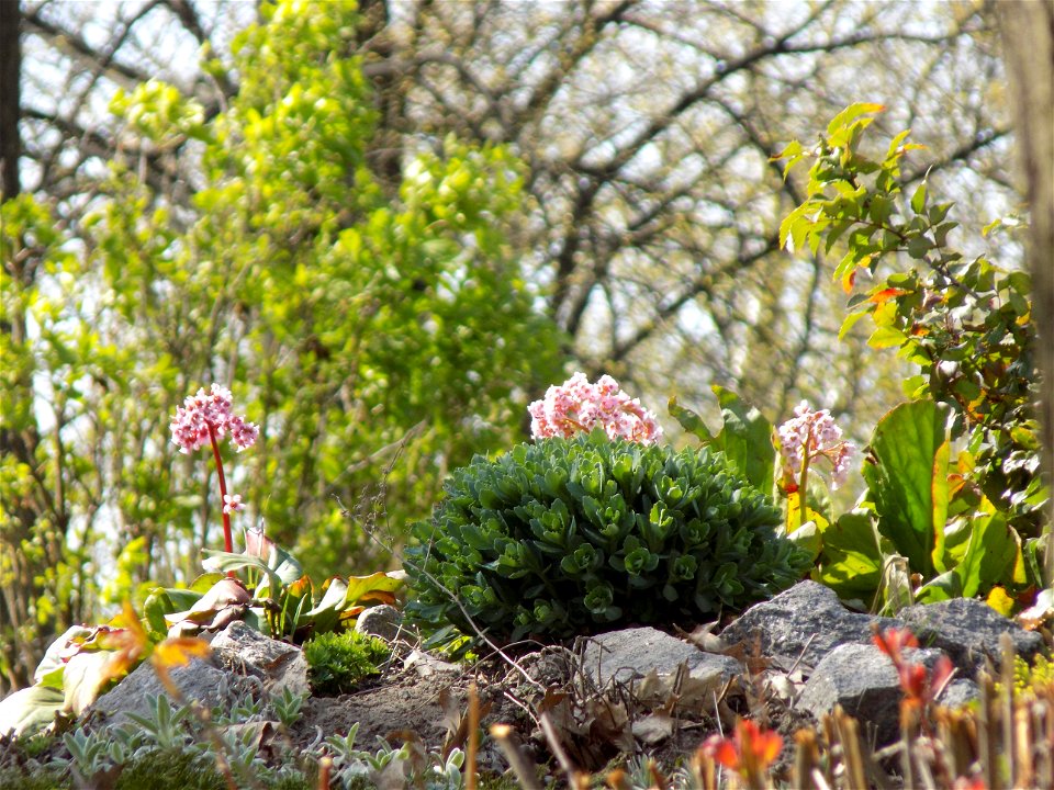 Hryshko National Botanical Garden
