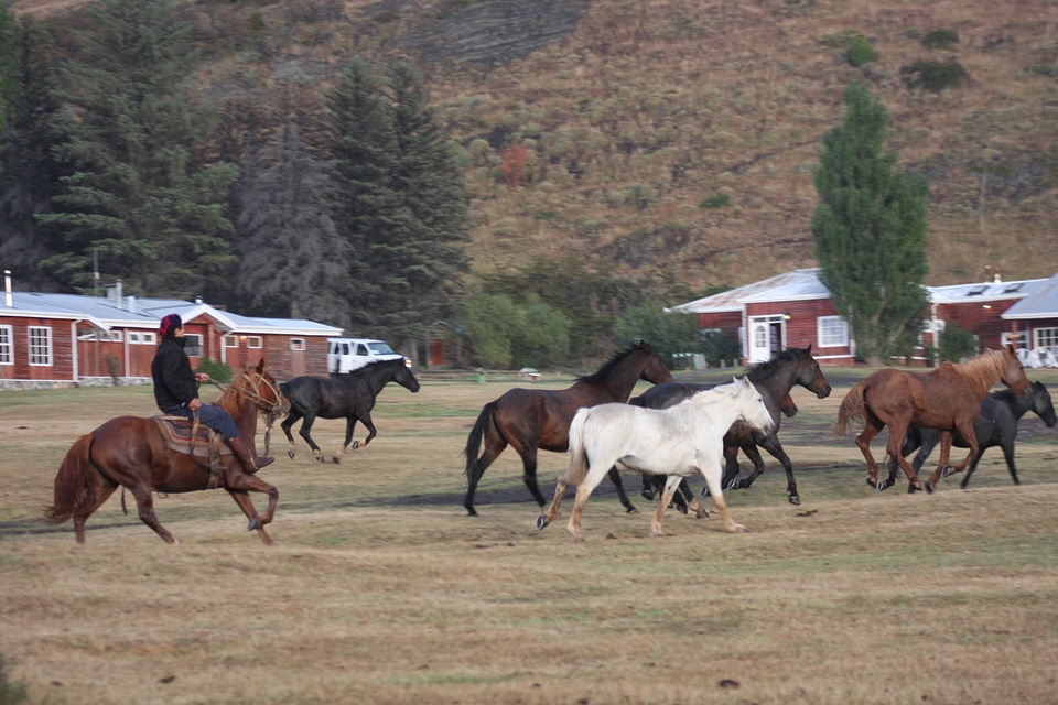 Gauchos and herd of cows
