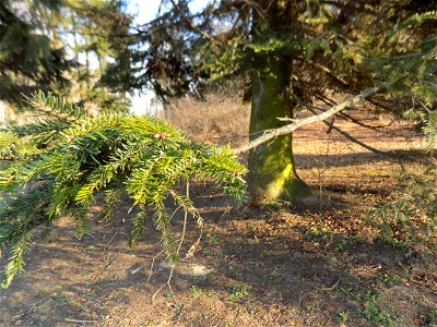 Hryshko National Botanical Garden