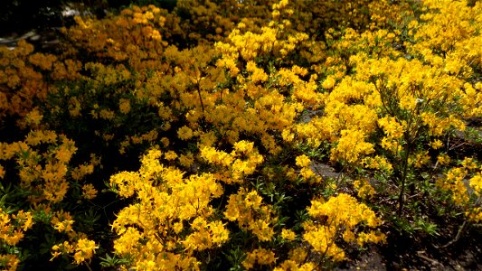 Hryshko National Botanical Garden