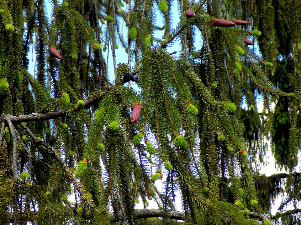 Hryshko National Botanical Garden