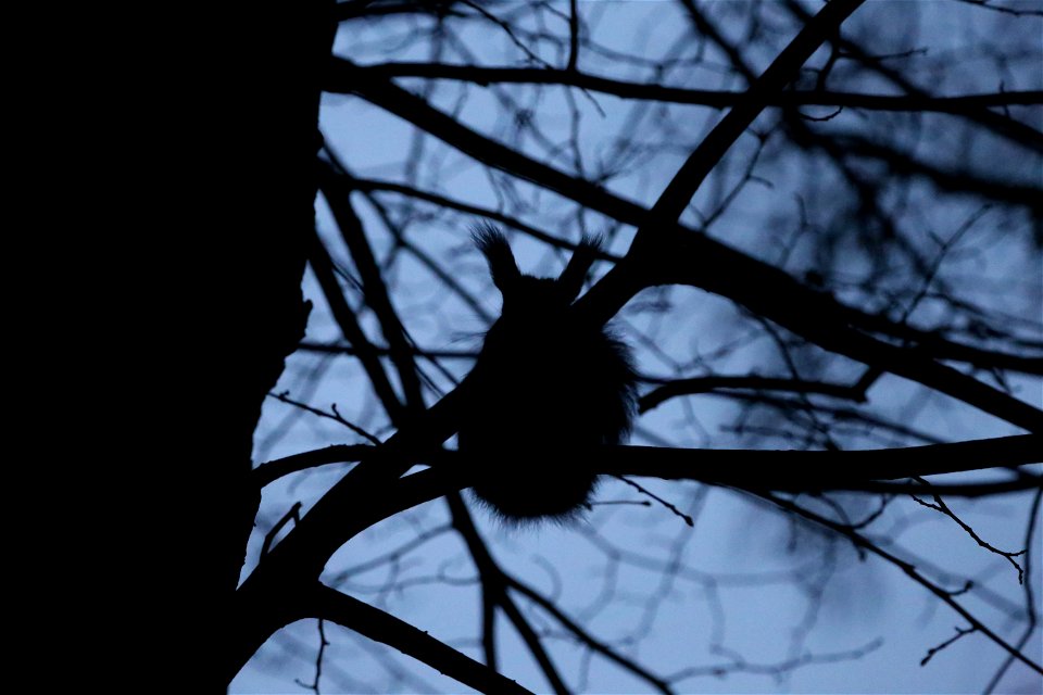 Evening squirrel