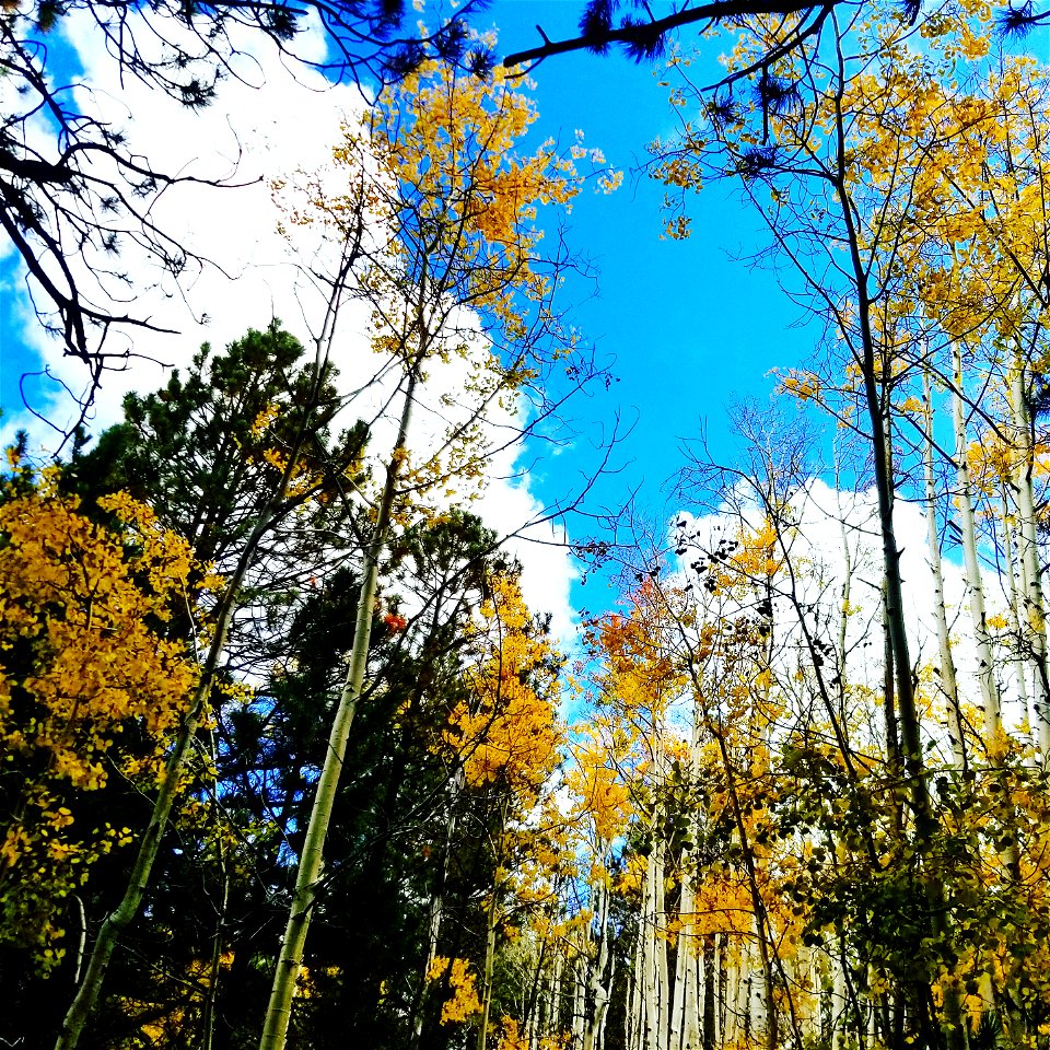 Fall Colors on Mt Taylor