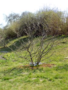 Hryshko National Botanical Garden