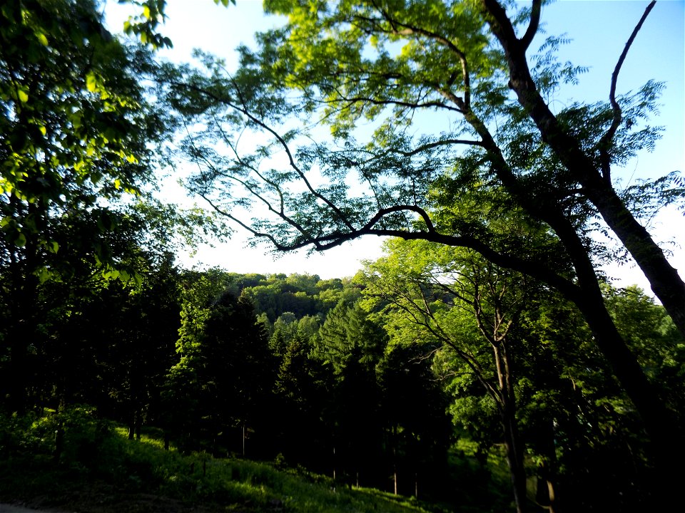 Hryshko National Botanical Garden photo