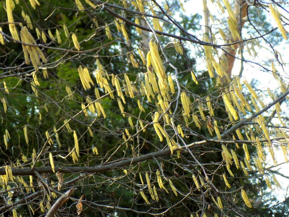 Hryshko National Botanical Garden