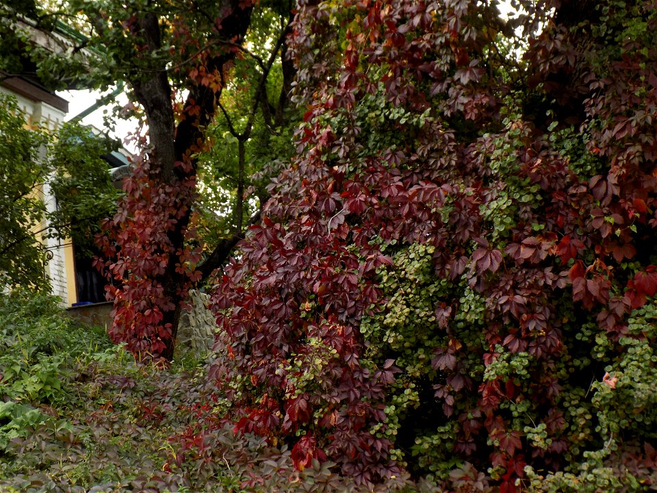 Hryshko National Botanical Garden