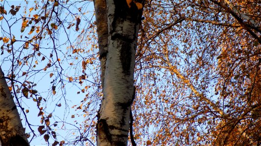 Hryshko National Botanical Garden