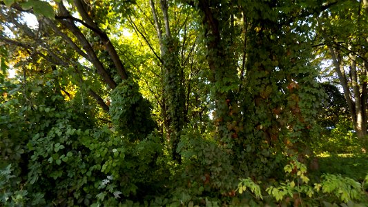 Hryshko National Botanical Garden