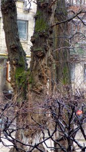 Hryshko National Botanical Garden