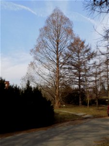 Hryshko National Botanical Garden