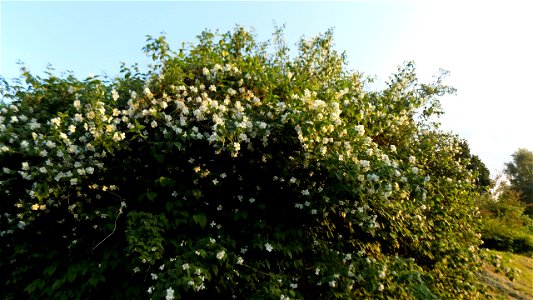 Hryshko National Botanical Garden