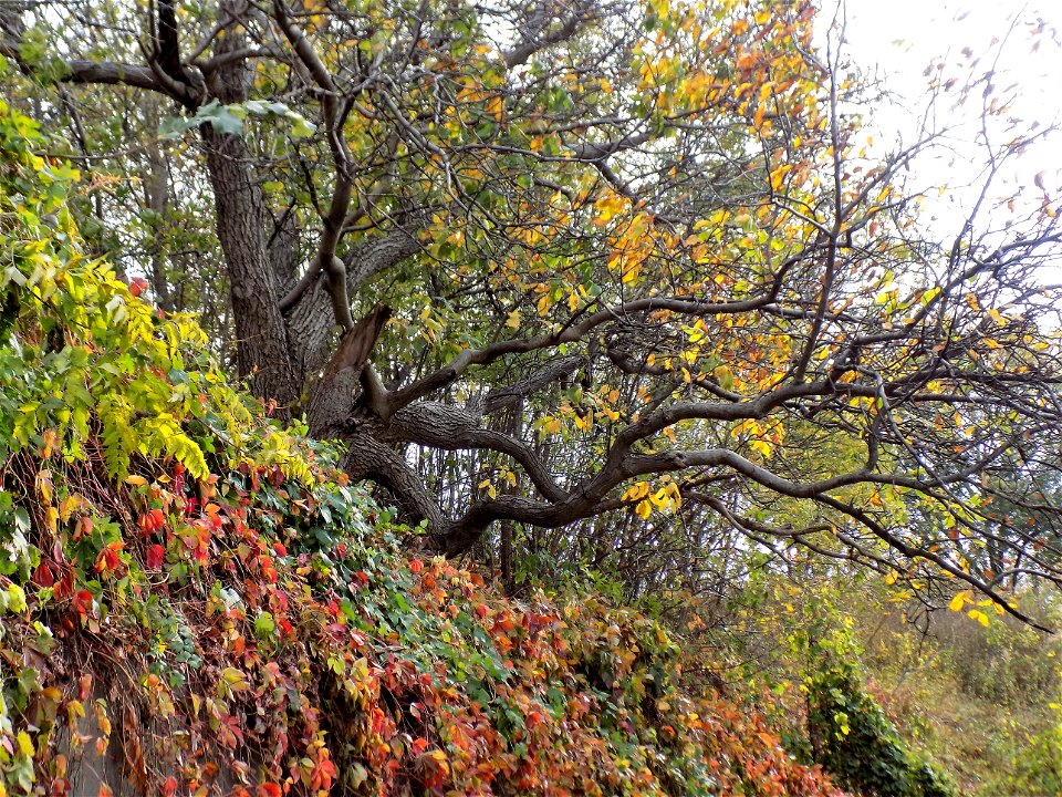 Hryshko National Botanical Garden
