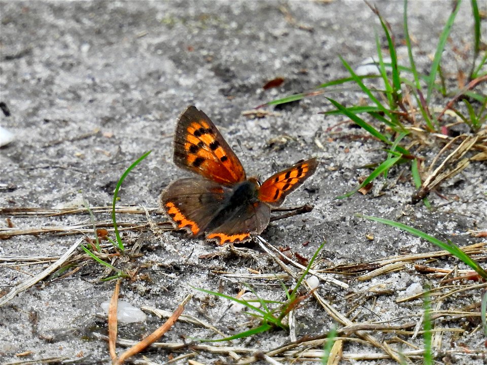 Kleine vuurvlinder