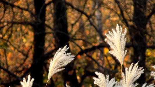 Hryshko National Botanical Garden