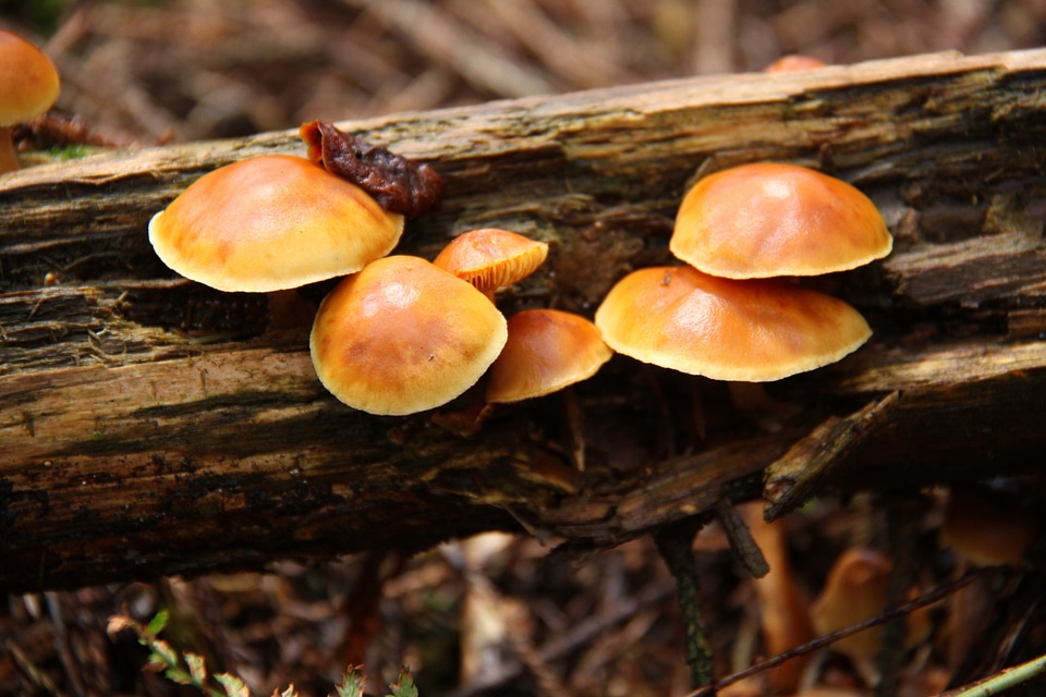 fish eye view of mushroom in forest