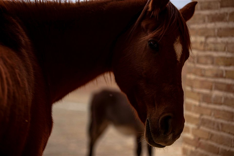 horse-6787958