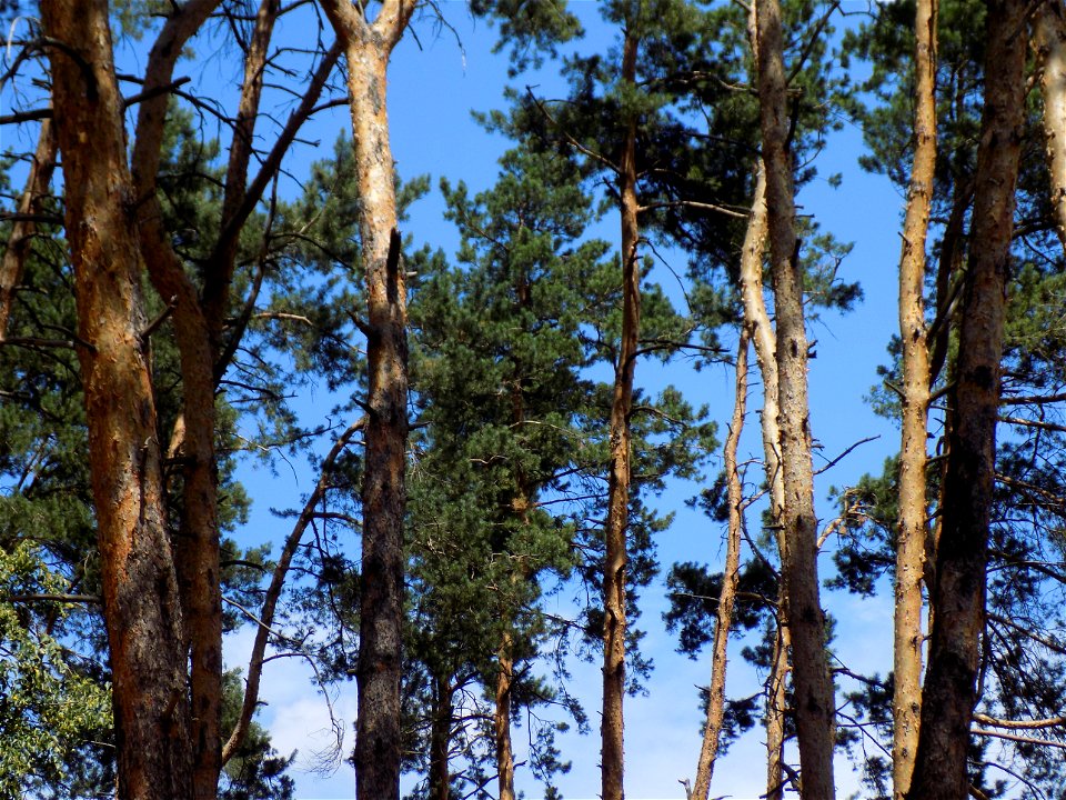 Hryshko National Botanical Garden