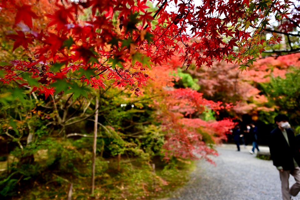 京都龍安寺/Kyoto Ryoanji