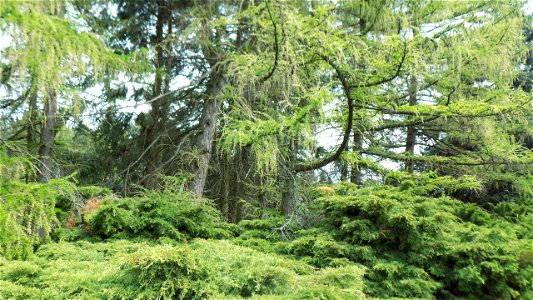 Hryshko National Botanical Garden